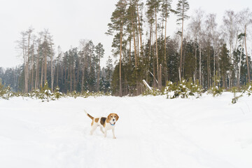 Cute beagle dog walking on winter field with snow and small young fir trees. High quality photo