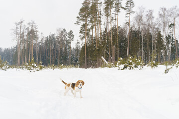 Fototapeta na wymiar Cute beagle dog walking on winter field with snow and small young fir trees. High quality photo