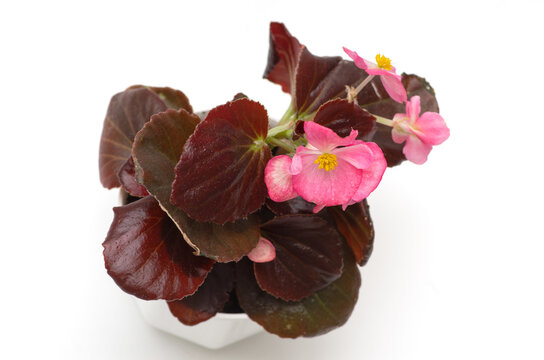Begonia plant seedling in a white pot with burgundy leaves and pink flowers. Runner-up begonia.