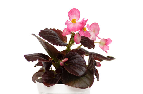 Begonia plant seedling in a white pot with burgundy leaves and pink flowers. Runner-up begonia.