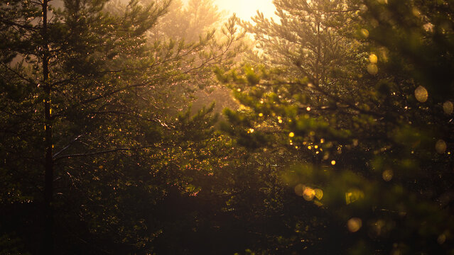 Fototapeta Las o świcie