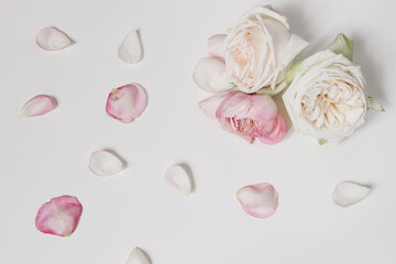 Top view of pink rose petals isolated on white table background.Valentine's day still life. Decorative floral banner, corner with blooming pastel rose flower heads. Flat lay. Love, anniversary concept