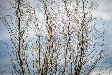  twisted twigs of salix matsudana covered with rime ice on a sunny winter day - obrazy, fototapety, plakaty