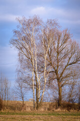  Pines, birches and other trees in winter. Gloomy winter day. Nature landscape background