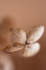 Withered hydrangea paniculata flowers closeup over brown blur background. Macro photo of dried...