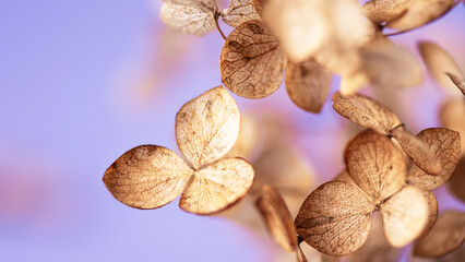 Withered hydrangea paniculata flowers closeup over purple blurred background. Macro photo of dried...
