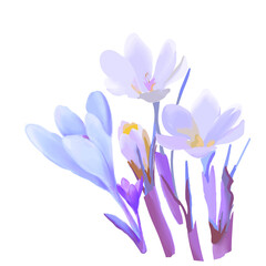Fototapeta premium spring flowers yellow and white crocuses, spice saffron flower, easter isolated on white background
