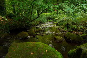 un petit coin au vert en bretagne en pleine nature