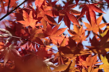 秋の日の光に照らされる紅葉