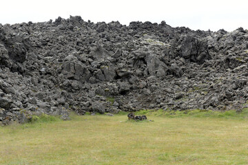 Mit verschiedenen Moosen überwachsenes Lavafeld Berserkjahraun bei Stykkisholmur