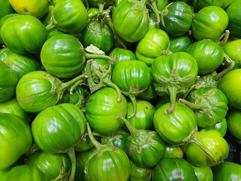 File:African scarlet eggplant (Solanum aethiopicum).jpg - Wikimedia Commons