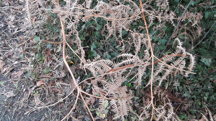 Fern dying back. Polypodiophyta or, when treated as a subdivision of Tracheophyta - 486105041