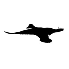 Fototapeta premium Black silhouette of a flying duck. Vector.
