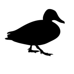 Black silhouette of a flying duck. Vector.