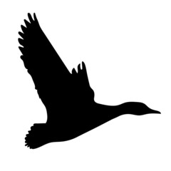 Black silhouette of a flying duck. Vector.