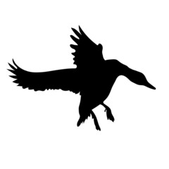 Black silhouette of a flying duck. Vector.