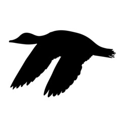 Black silhouette of a flying duck on a white background. Vector.