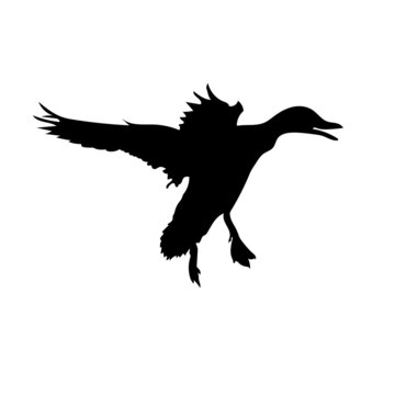 Black silhouette of a flying duck. Vector.