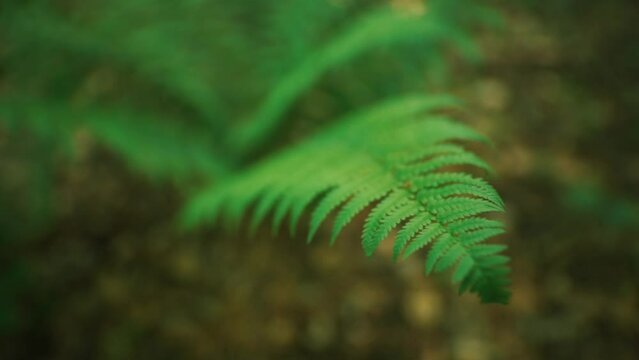 slow-motion video of the fern leaves in the forest
