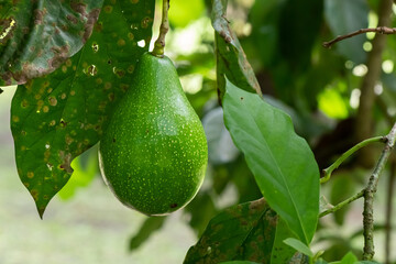 green avocado on tree Persea americana