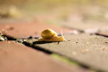 snail on leaf
