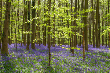 Springtime forest with blossoming bluebells purple flowers carpet