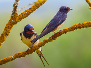 Two red-rumped swallow (Cecropis daurica), perching on a branch, green background.