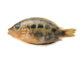 Selective focus of Orange chromide (Pallathi) isolated on white background.