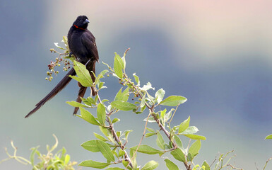 Red-collared Widowbird, Kruger National Park