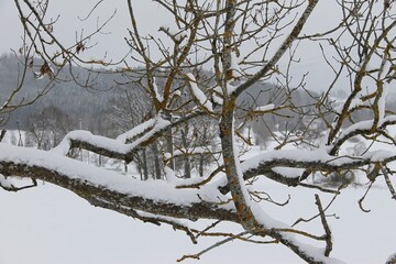 tree in the snow