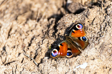 European peacock butterfly in summer. A peacock butterfly sits on the surface of the dried earth.