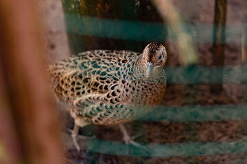 A small partridge in a cage at the zoo. Beautiful plumage.