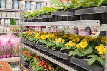 Fototapeta na wymiar Primroses in pots store in the garden shop. Gardening and spring works