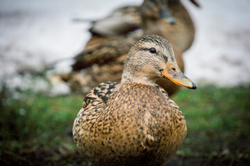 ducks walk along the shore, photo in winter