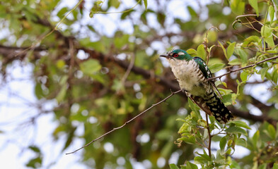 Diederik Cuckoo, South Africa