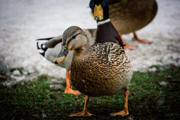 ducks walk along the shore, photo in winter