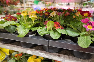Fototapeta na wymiar Primroses in pots store in the garden shop. Gardening and spring works