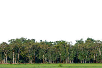 Trees isolate on white background