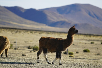 llama in the mountains, Laguna los Pozuelos  © Romulo