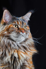 Studio portrait large Maine Coon cat isolated on black background