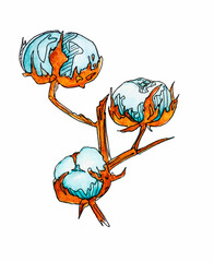 Cotton illustration made by mixed media. Watercolor unite with line art. Hand drawing