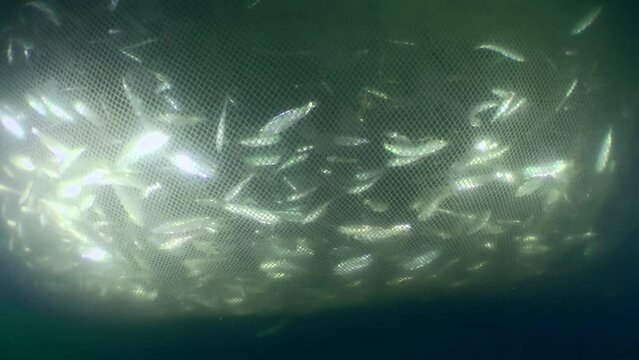 Fish inside a commercial fishing net: as the net is lifted and its volume decreases, the density of fish caught in the trap increases, the camera slowly moves along the net from the outside.
