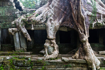 Fototapeta na wymiar Angkor Trees