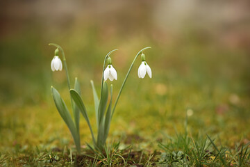 Obraz premium Schneeglöckchen