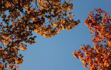 Shape and color of autumn. Fall details in beautiful colored leaf and amazing landscape photographed in a forest from a park.