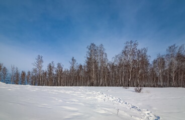 Winter landscape with birches, snow and blue sky with clouds