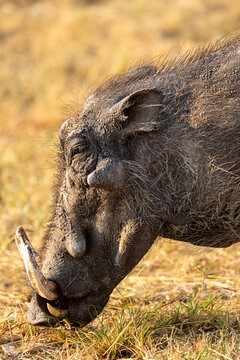 African warthog portrait. Etosha National Park. Namibia