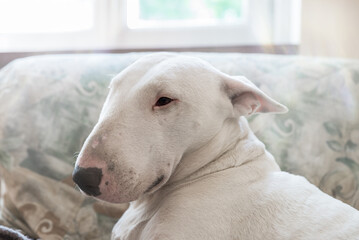 White dog, english bull terrier profile portrait. Side view