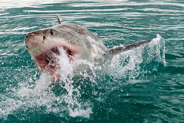 Great White Shark, Carcharodon carcharias,Gansbaai, Western Cape, South Africa, Africa