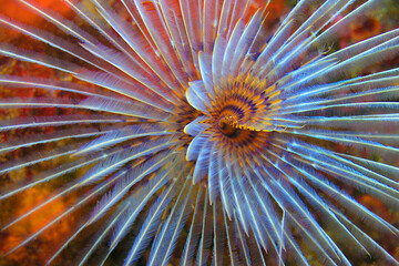 Tubeworm, Fan Worm, Spirographis, Spirographis Spallanzani, Feather Duster Worms, Tube Worm, Polychaete, Cabo Cope Puntas del Calnegre Regional Park, Mediterranean Sea, Murcia, Spain, Europe.